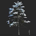 Snow Covered Tall Arbor With Green Branches Against Black Background And Human Silhouette