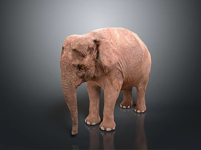 Brown Elephant Standing On Reflective Surface With Dark Gradient Background 3d model