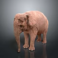 Brown Elephant Standing On Reflective Surface With Dark Gradient Background 3d model