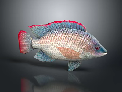 Vibrant Aquatic Animal With Red Blue Fins Shiny Scales And Colorful Tail 3d model