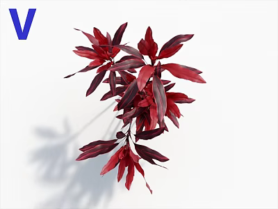 Lush Red Purple Leaf Plant with Vibrant Foliage on White Background 3d model