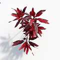 Lush Red Purple Leaf Plant with Vibrant Foliage on White Background
