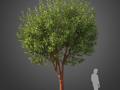 Tall Green Tree With Lush Leaves And Brown Trunk Showcasing Size With Human Figure 3d model