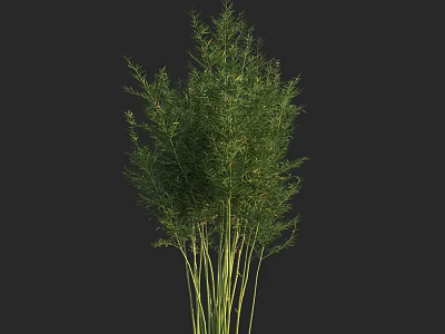 Fresh Green Bamboo Clusters With Lush Leaves And Tall Stems In Natural Growth 3d model