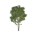 Lush Green Arbor Tree With Dense Foliage And Sturdy Trunk 3d model