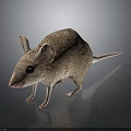 Detailed Realistic Mouse With Brown Fur Large Ears And Black Eyes Standing On Shiny Surface