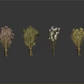 Four Bunches of Various Types of Plants Tied Together on White Background with Reflections