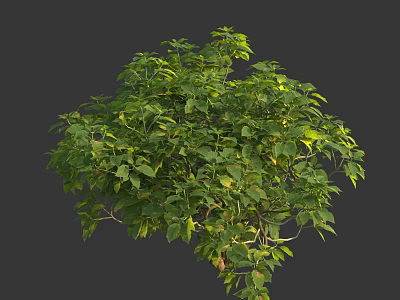 Lush Green Shrub with Dense Foliage and Vibrant Leaves for Garden Landscaping Healthy Branches 3d model