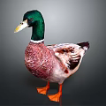 Duck With Green Head White Neck Brown White Feathers And Orange Feet On Dark Background
