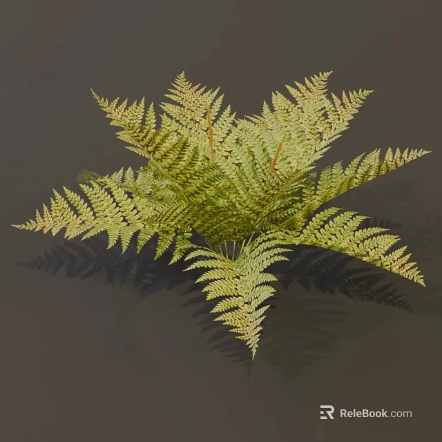 Green Feathery Fern Plant With Lush Fronds And Shadow On Gray Background 3d model 
