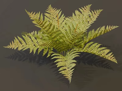 Green Feathery Fern Plant With Lush Fronds And Shadow On Gray Background 3d model