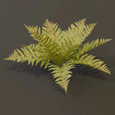 Cinnamon fern plant 3d model Cinnamon fern plant 3d model