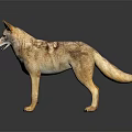 Realistic Coyote 3D Model in Standing Pose on Black Background with Reflection 3d model