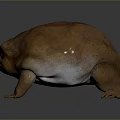 Plump Brown Toad With Round Body And Red Eyes On Dark Background With Reflection 3d model