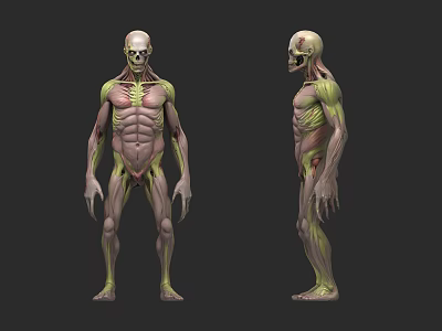 Detailed Human Muscle Skeleton 3D Anatomical Model Front Side View 3d model
