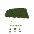 Lush Garden Grassland Covered With Small White Flowers And Green Herbaceous Plants