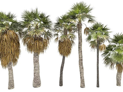 Various Palm Trees With Different Trunks And Green Yellow Fronds For Landscape Design 3d model