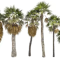 Various Palm Trees With Different Trunks And Green Yellow Fronds For Landscape Design