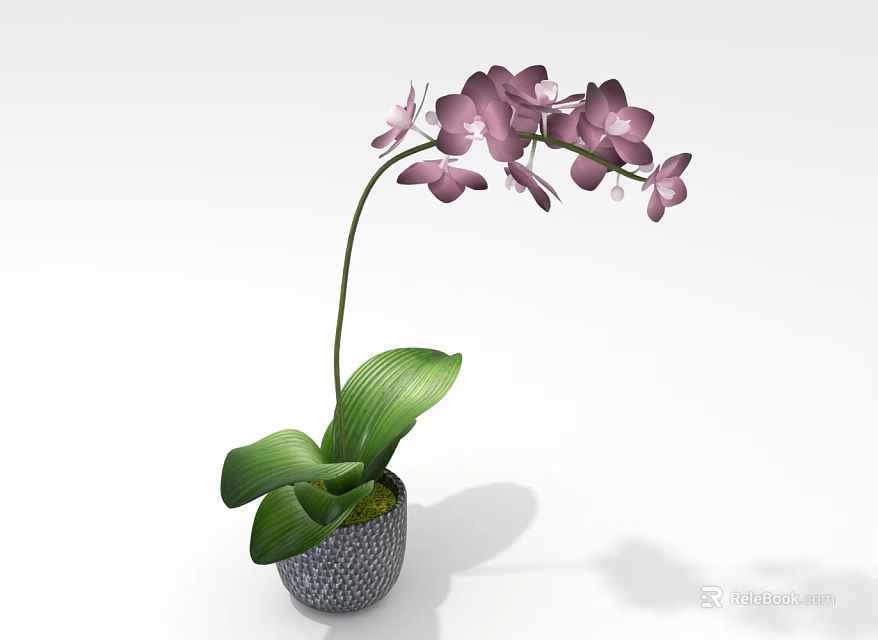 Purple Orchid Plant with Green Leaves in Patterned Ceramic Flower Pot 3d model 