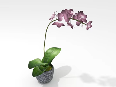 Purple Orchid Plant with Green Leaves in Patterned Ceramic Flower Pot 3d model
