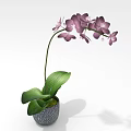 Purple Orchid Plant with Green Leaves in Patterned Ceramic Flower Pot
