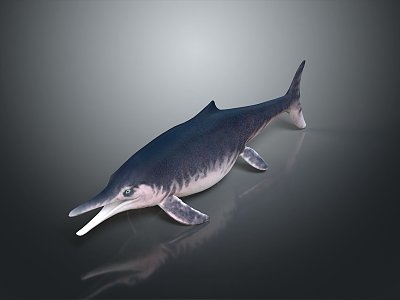 Spotting Dolphin Cartoon Dolphin Animation Dolphin Animation Dolphin Animation Character Game Character model