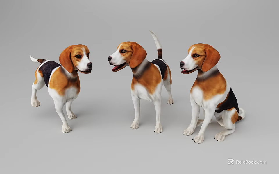 Three Tri Colored Beagle Dogs In Different Positions On Gray Background 3d model 