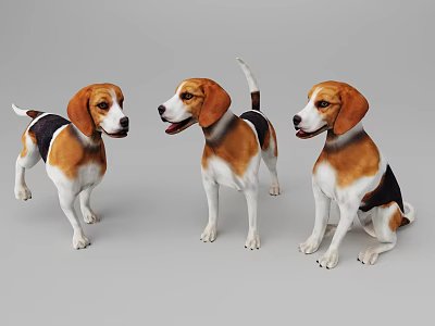 Three Tri Colored Beagle Dogs In Different Positions On Gray Background 3d model