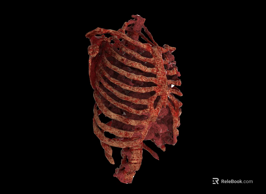 Reddish Brown Biological Rib Cage Structure With Anatomical Textured Surface And Dark Background 3d model 