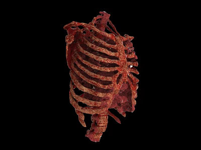 Reddish Brown Biological Rib Cage Structure With Anatomical Textured Surface And Dark Background 3d model
