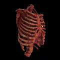 Reddish Brown Biological Rib Cage Structure With Anatomical Textured Surface And Dark Background 3d model