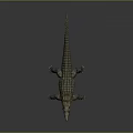 Crocodile Alligator Nile Crocodile carnivore reptile cold-blooded animal reptile 3d model