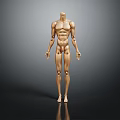modern human body joint robot joint 3d model