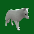 White Fox Standing Isolated On Green Background In Wildlife Portrait