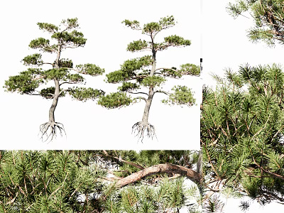 Pine Trees With Exposed Roots And Lush Foliage In Natural Growth Form 3d model