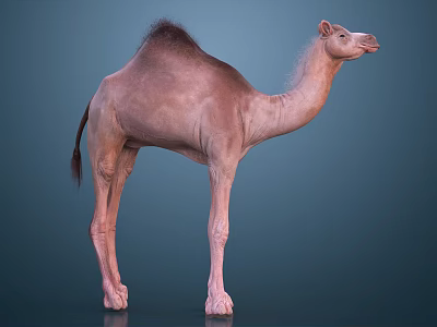 Realistic Dromedary Camel Standing Isolated On Blue Background 3D Render 3d model