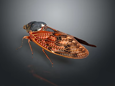 Detailed Red Brown Cicada With Transparent Veined Wings And Textured Body 3d model