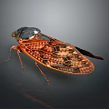 Detailed Red Brown Cicada With Transparent Veined Wings And Textured Body