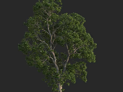 Tall Arbor With Lush Green Foliage And Strong Trunk In Natural Setting 3d model