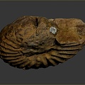 Chi chrysanthemum stone ancient fossil stone chrysanthemum fossil items 3d model