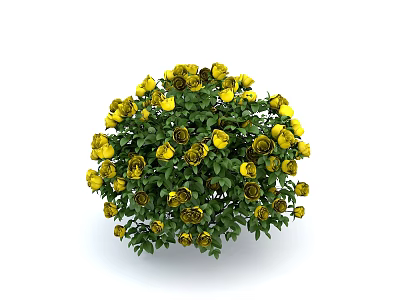 Vibrant Yellow Roses Plant With Lush Green Leaves And Round Shape On White Background 3d model