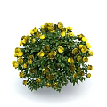 Vibrant Yellow Roses Plant With Lush Green Leaves And Round Shape On White Background