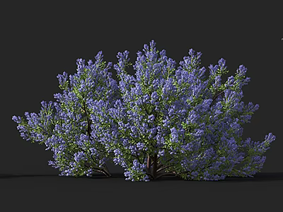 Vibrant Purple Flowering Shrub With Lush Green Leaves And Dense Foliage 3d model