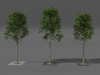 Three Trees with Slender Trunks and Lush Green Leaves in Square Planters on Gray Background 3d model