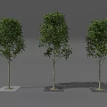 Three Trees with Slender Trunks and Lush Green Leaves in Square Planters on Gray Background