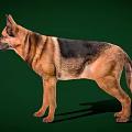 German Shepherd Portrait Standing in Side View With Brown and Black Coat Against Green Background