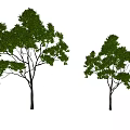 Two Arbor Trees With Green Leaves And Brown Trunks On White Background 3d model