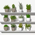 Various Bonsai and Potted Plants Displayed on Shelves with Different Planters 3d model