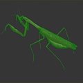 Modern mantis knife-winged insect 3d model