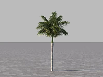 Tall Palm Tree Standing Alone On Gray Paved Ground With Gray Sky Background 3d model